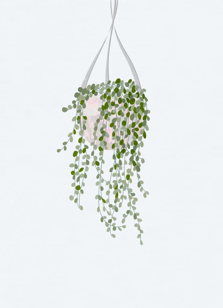 Minimalist Hanging Plant by Sarah Manovski — canvas wall art