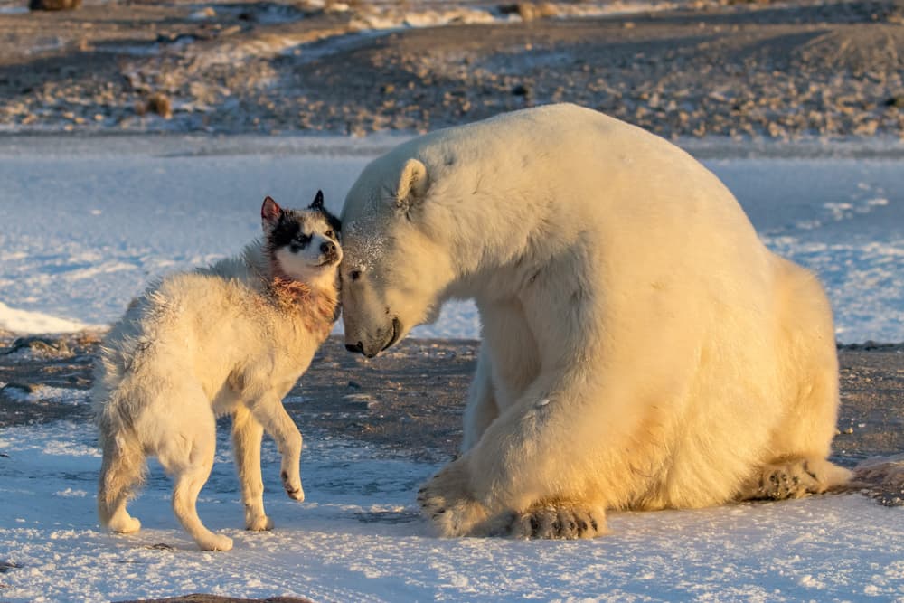 Unlikely Winter Friends by Alessandro Catta — canvas wall art