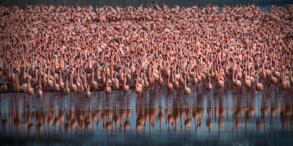 Pink Flamingo Flock by Isam Telhami — canvas wall art