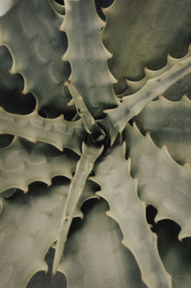 Textured Aloe Rosette by Pictufy Studio III — canvas wall art