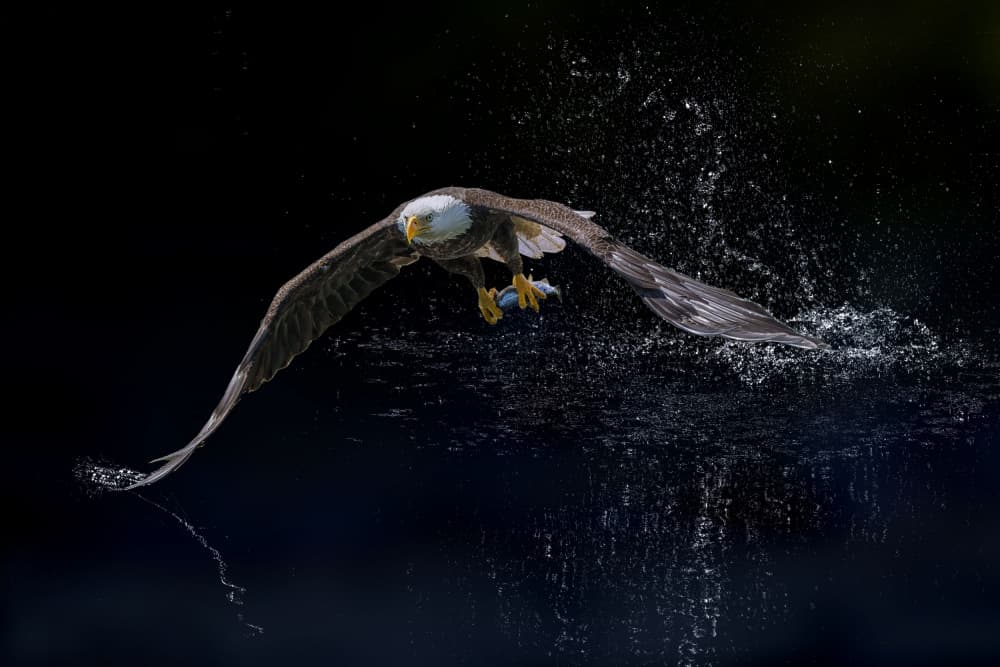 Powerful Eagle Flight by Qing Zhao — canvas wall art