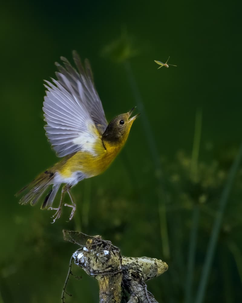 Flying Bird Hunts Insect by Lisdiyanto Suhardjo — canvas wall art