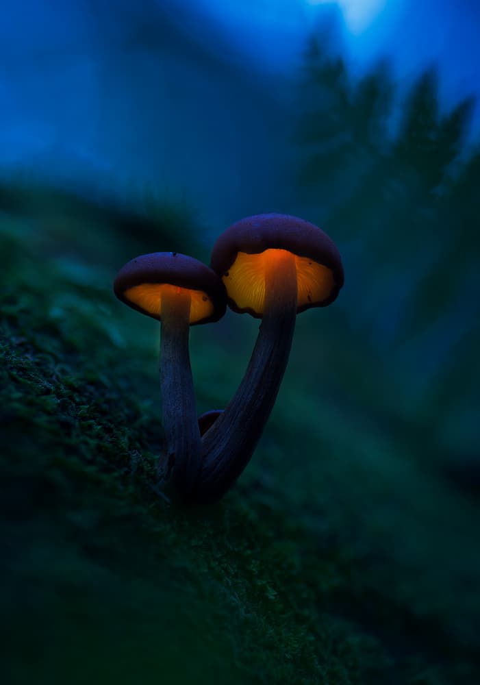 Glowing Forest Mushrooms by Kirill Volkov — canvas wall art