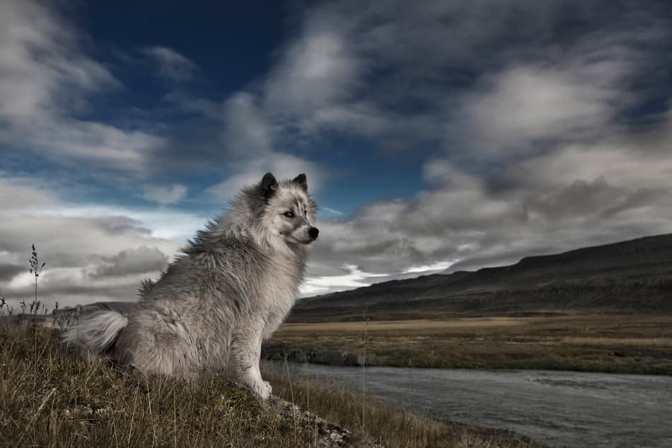 Majestic Dog Mountain River by Bragi Ingibergsson - BRIN — canvas wall art