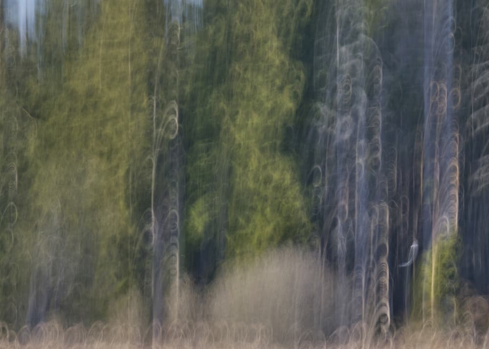 Blurred Forest Lines by Hamed Bank — canvas wall art