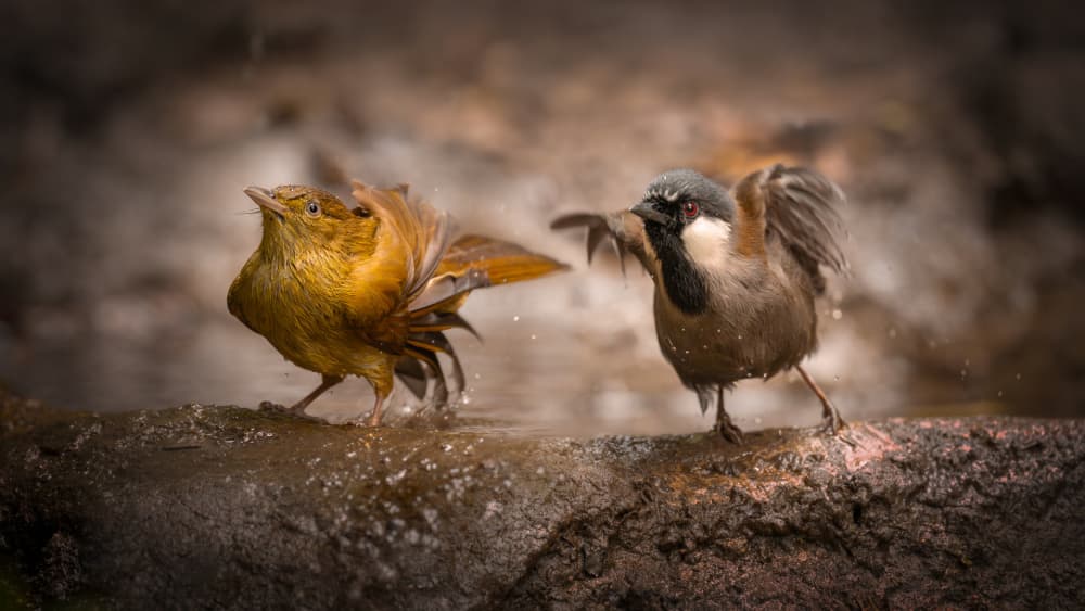 Lively Bird Bath by tianhuayu — canvas wall art