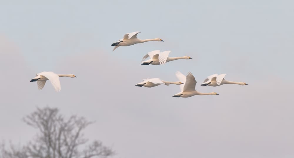 Graceful Swans Flying by Stuart Williams — canvas wall art