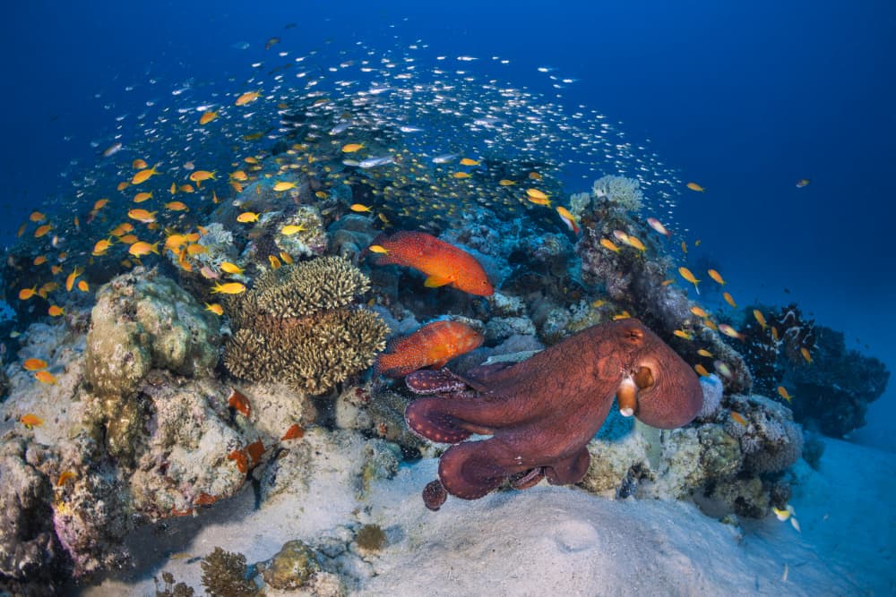 Vibrant Reef Octopus by Barathieu Gabriel — canvas wall art