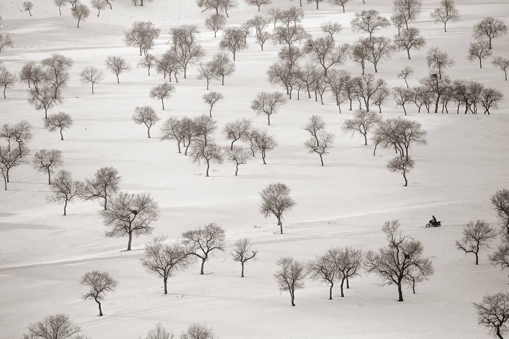 Bare Trees Winter Landscape by Bingo Z — canvas wall art