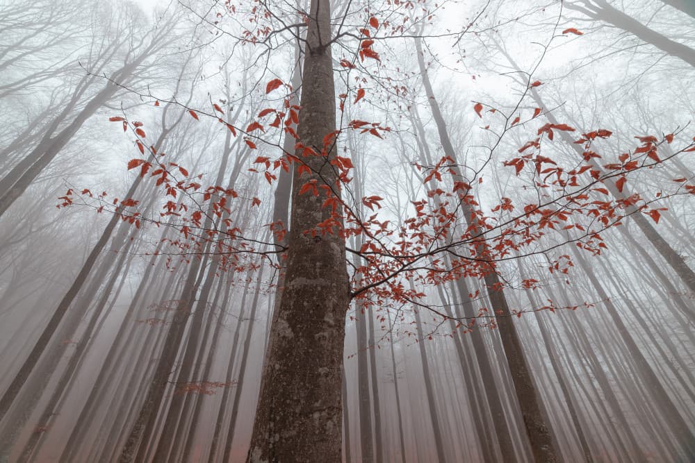 Autumn foliage by Alexandru Ionut Coman — canvas wall art