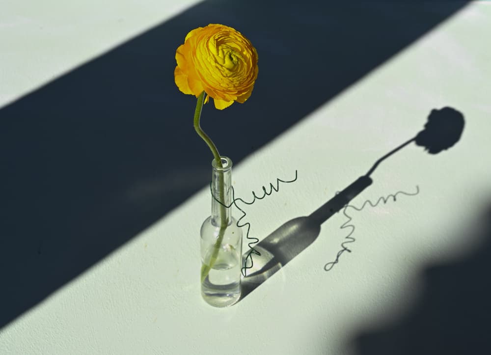 Sunlit Ranunculus Shadow by Donatella Basso — canvas wall art