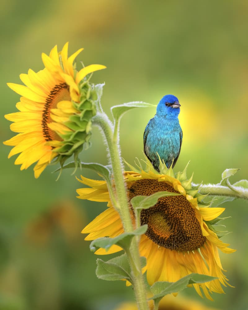 Blue Bird on Sunflower by Deming W — canvas wall art