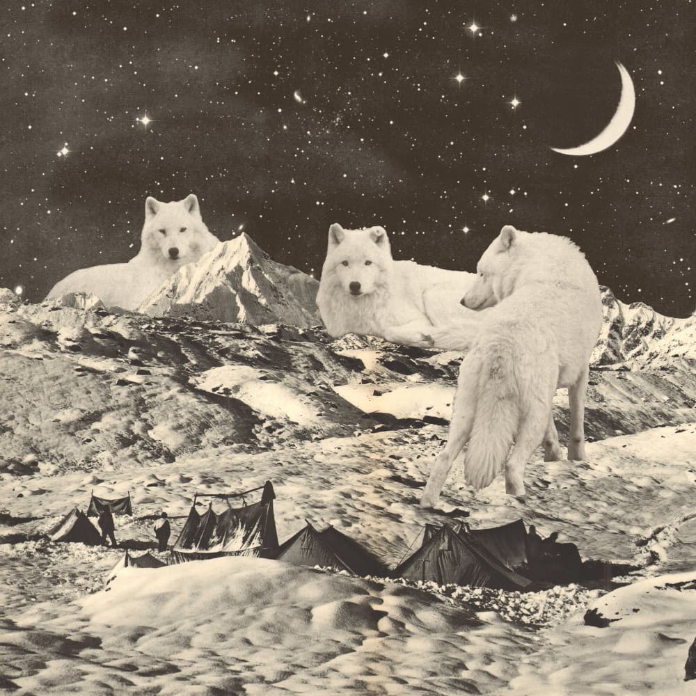 Arctic Wolves Starry Night by Florent Bodart — canvas wall art