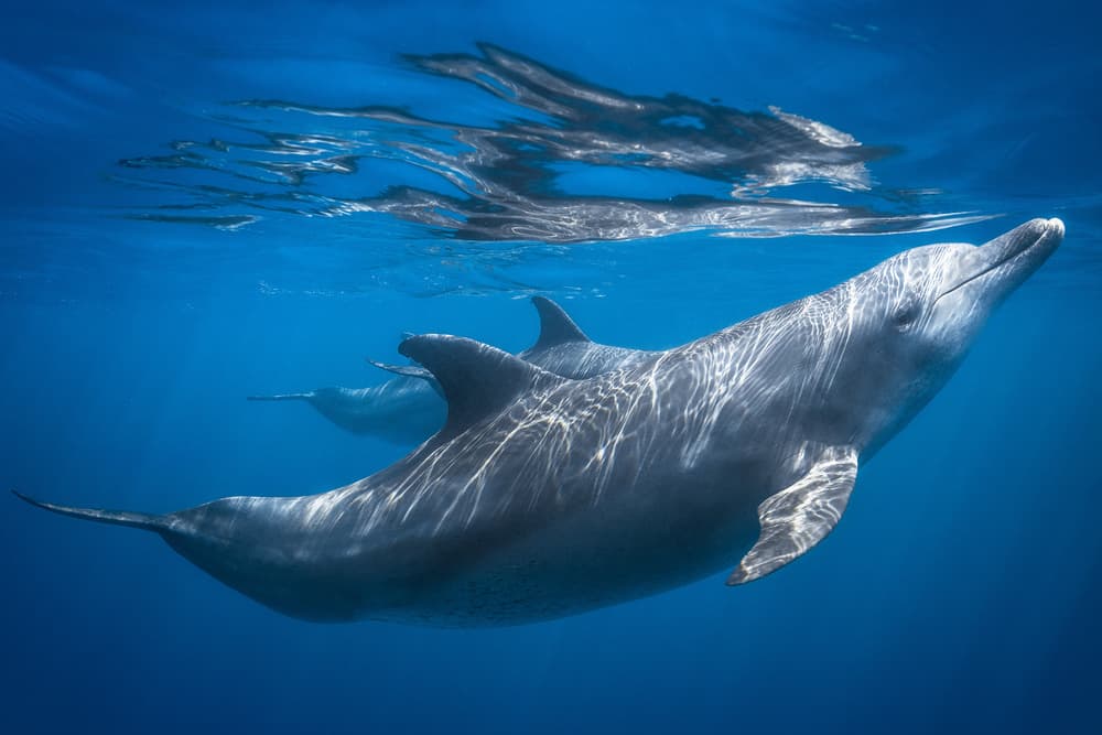 Swimming Dolphins Blue Ocean by Barathieu Gabriel — canvas wall art