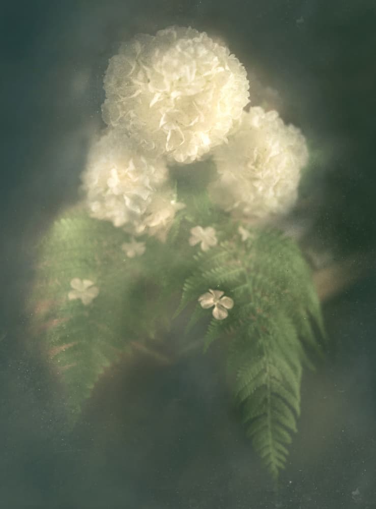 Dreamy White Flowers by Elisabeth van Helden — canvas wall art