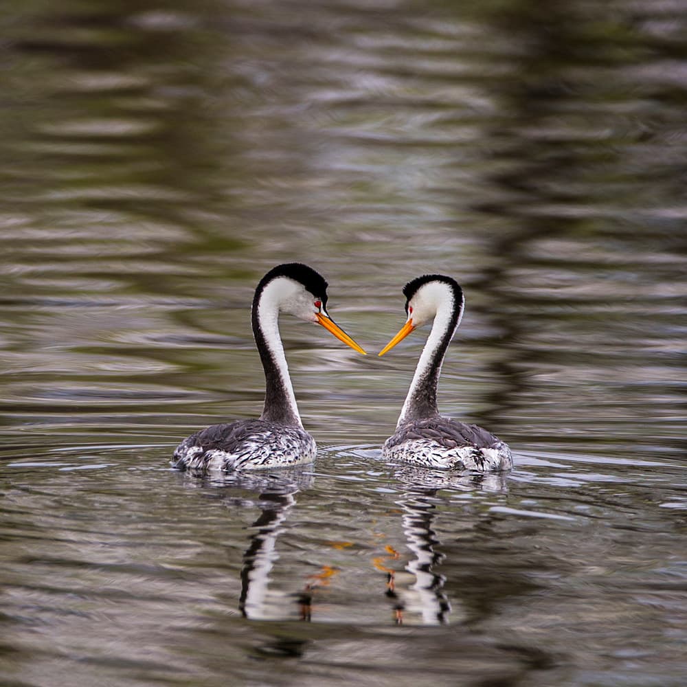 Grebes Mutual Gaze by verdon — canvas wall art