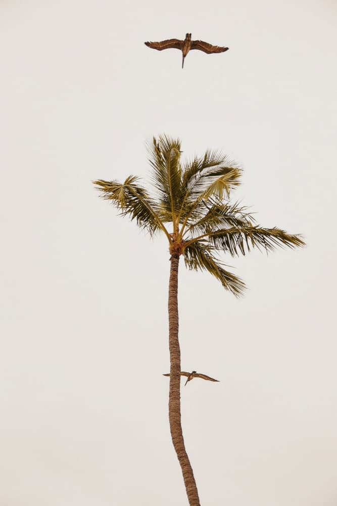 Palm Tree Pelican Flight by Del Mundo Imagery — canvas wall art
