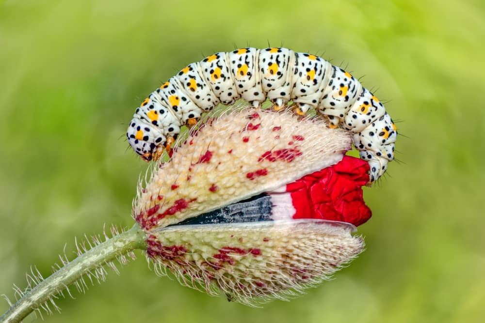 Spotted Caterpillar Poppy Bud by Mustafa öztürk — canvas wall art