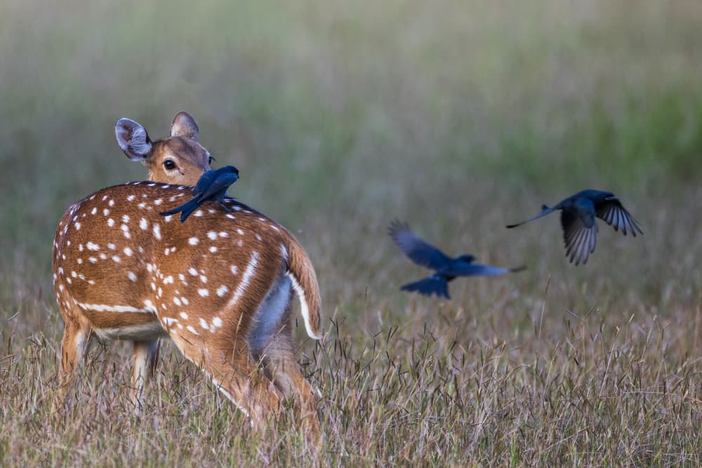 Spotted Deer and Bird by Lokesh Kumar Rastogi — canvas wall art