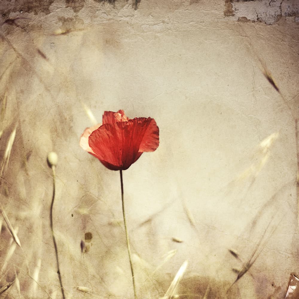 Vintage Red Poppy by Desislava Ignatova — canvas wall art