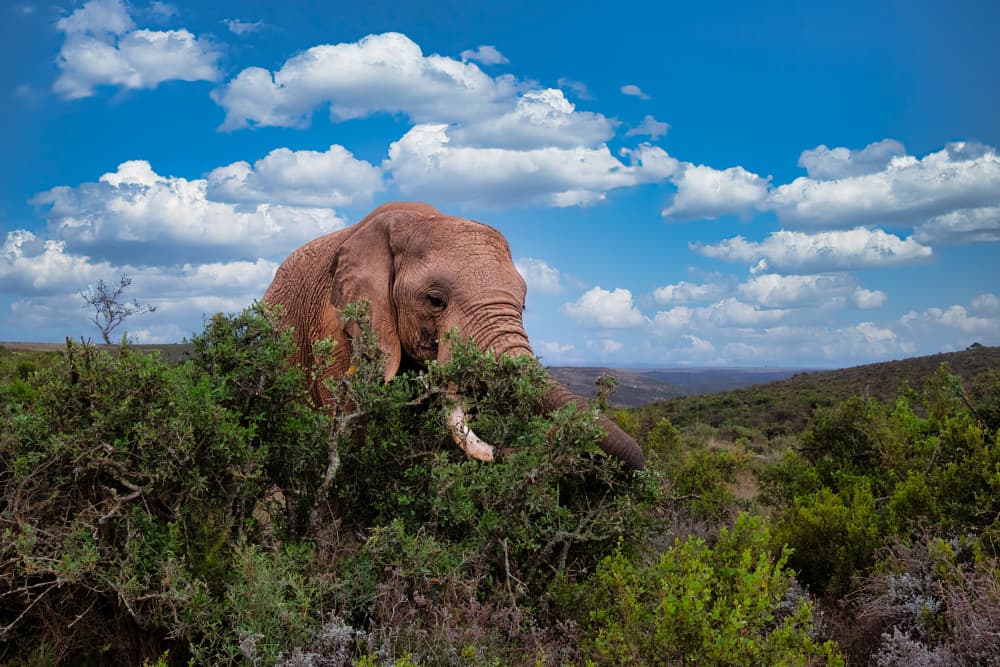 African Elephant Grazing by Dan Edwards — canvas wall art