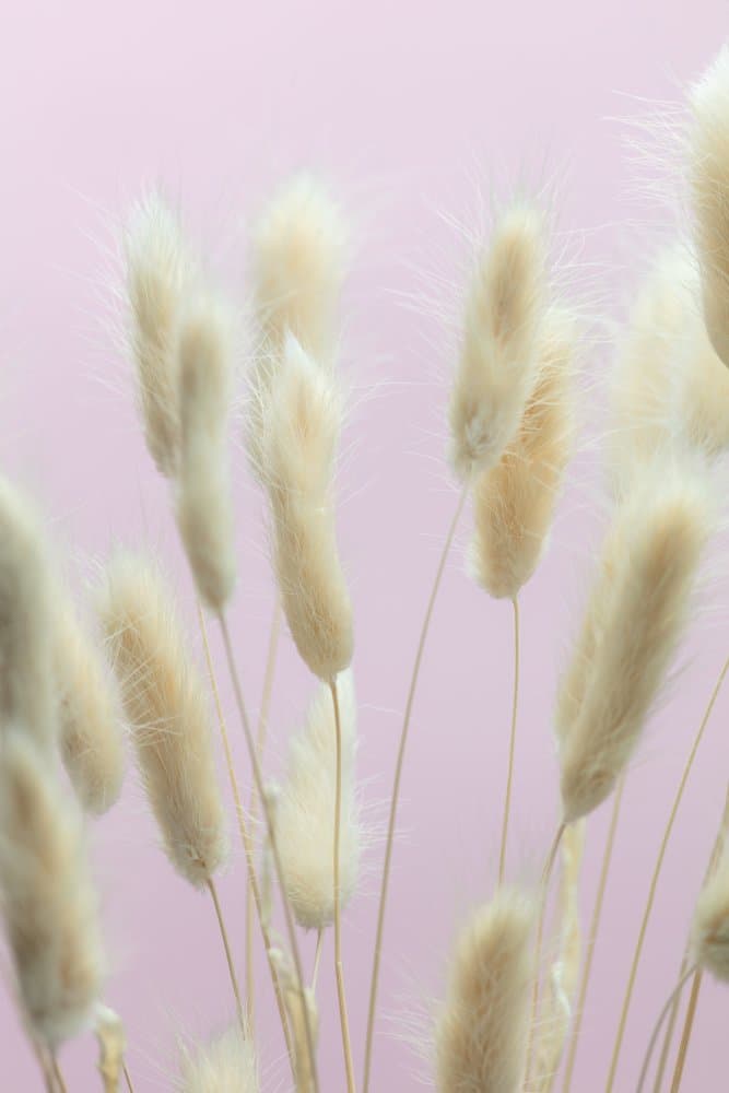 Soft Pink Bunny Tails by Pictufy Studio III — canvas wall art