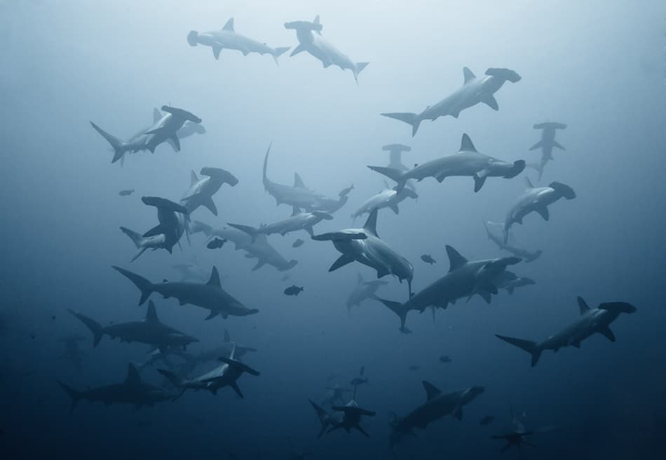 School of Hammerhead Sharks by Alexander Safonov — canvas wall art