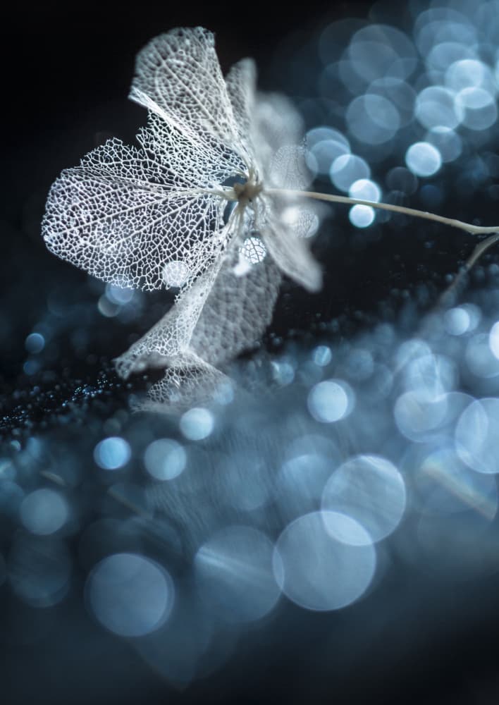 Ethereal Skeleton Flower by Shihya Kowatari — canvas wall art