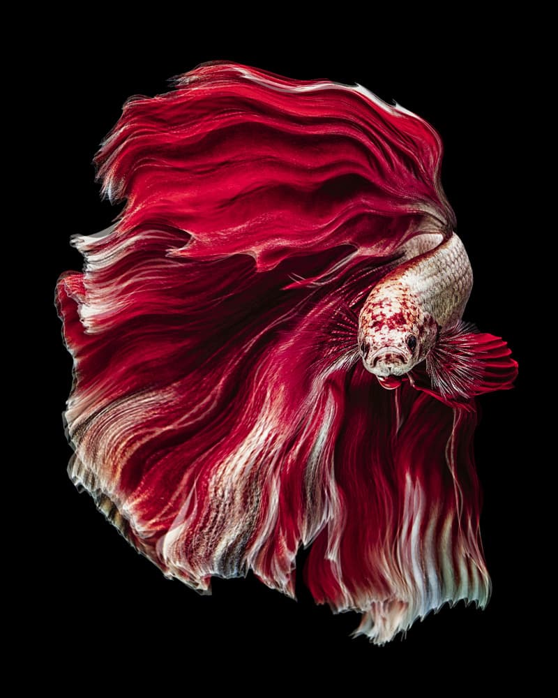 Vibrant Red Betta Fish by Andi Halil — canvas wall art