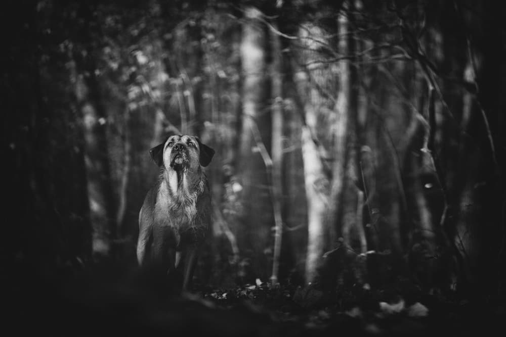 Dog Howling In Woods by Pali Gerec — canvas wall art
