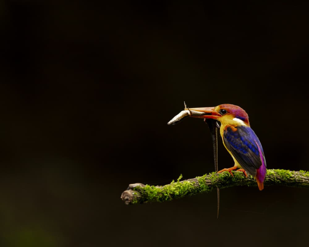 Vivid Kingfisher Catch by Nikhil Parnandi — canvas wall art