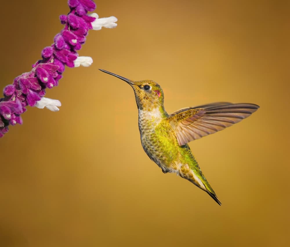 Hummingbird Hovers For Nectar by Xiaojian Huang — canvas wall art