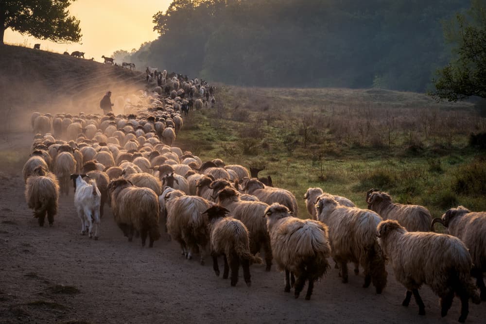 Shepherd's Golden Flock by Sebastian Prioteasa — canvas wall art