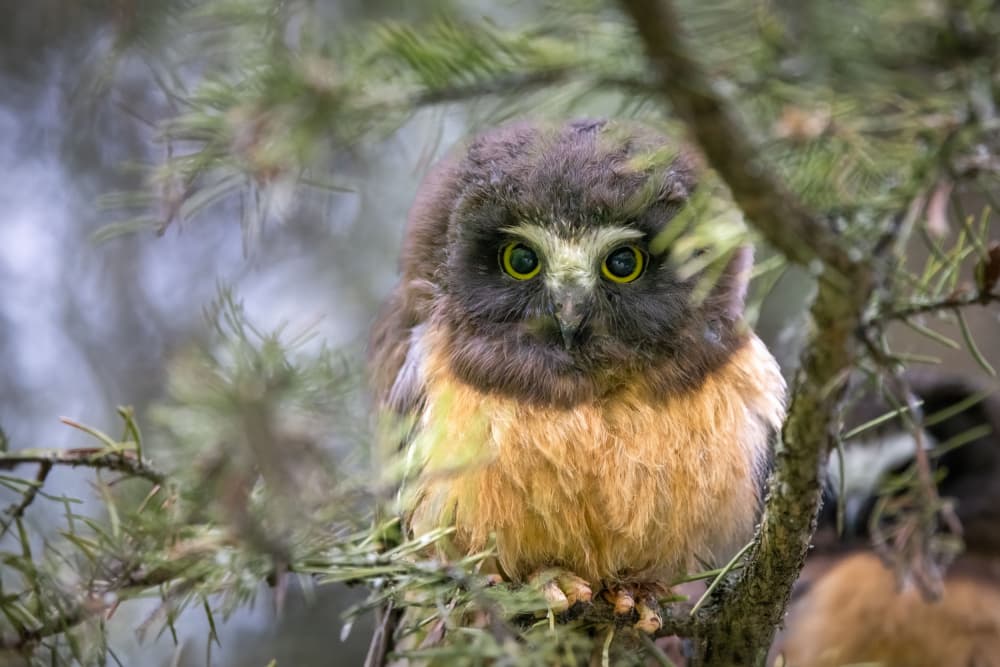 Curious Owlet Gaze by Li Ying — canvas wall art