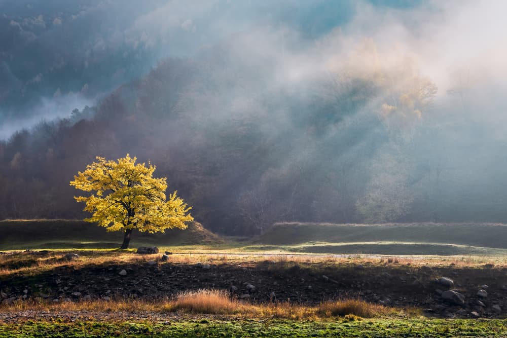 Golden Tree Misty Morning by Sebastian Prioteasa — canvas wall art