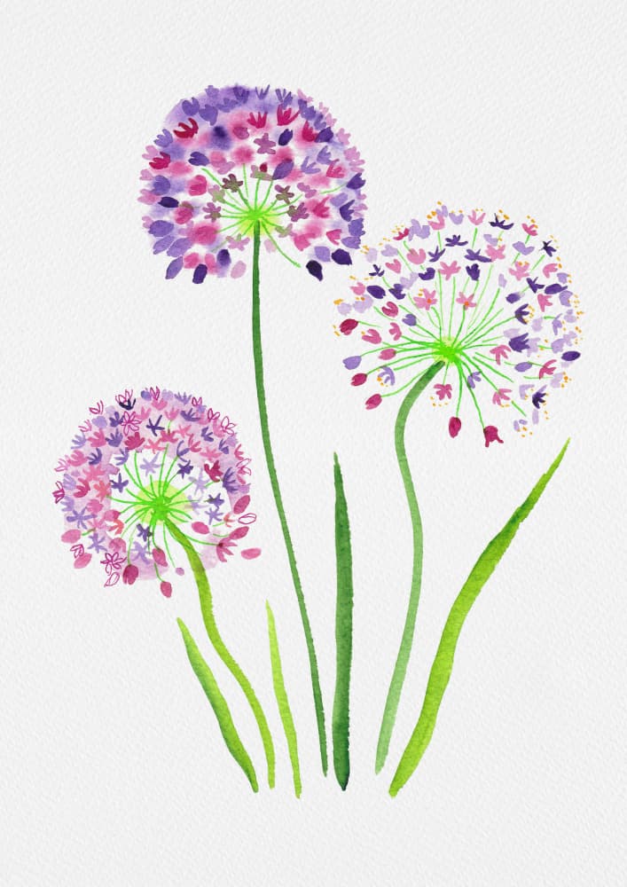 Watercolor Allium Flowers by Kata Botanical — canvas wall art