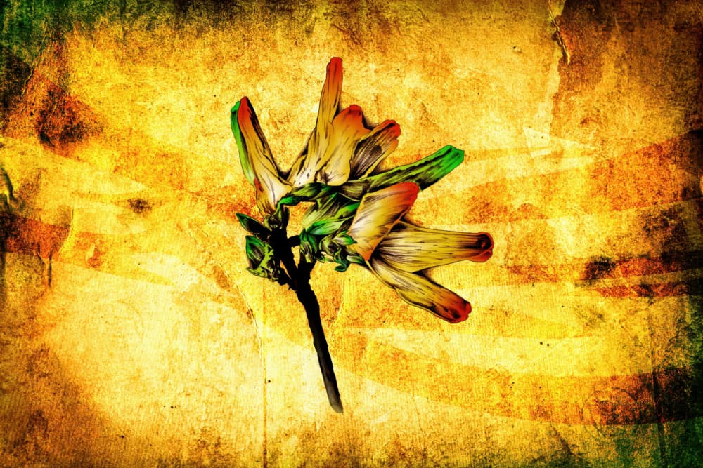 Rustic Faded Flower by Rafal Kulik — canvas wall art