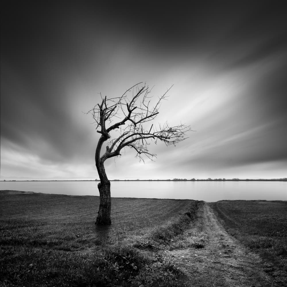 Tranquil Lone Tree by George Digalakis — canvas wall art