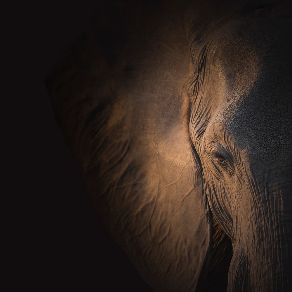 Soulful Elephant Eye by Louise Wolbers — canvas wall art