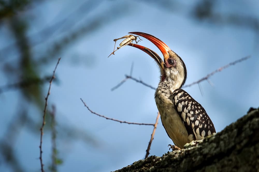 Red-billed Hornbill Catch by Hung Tsui — canvas wall art