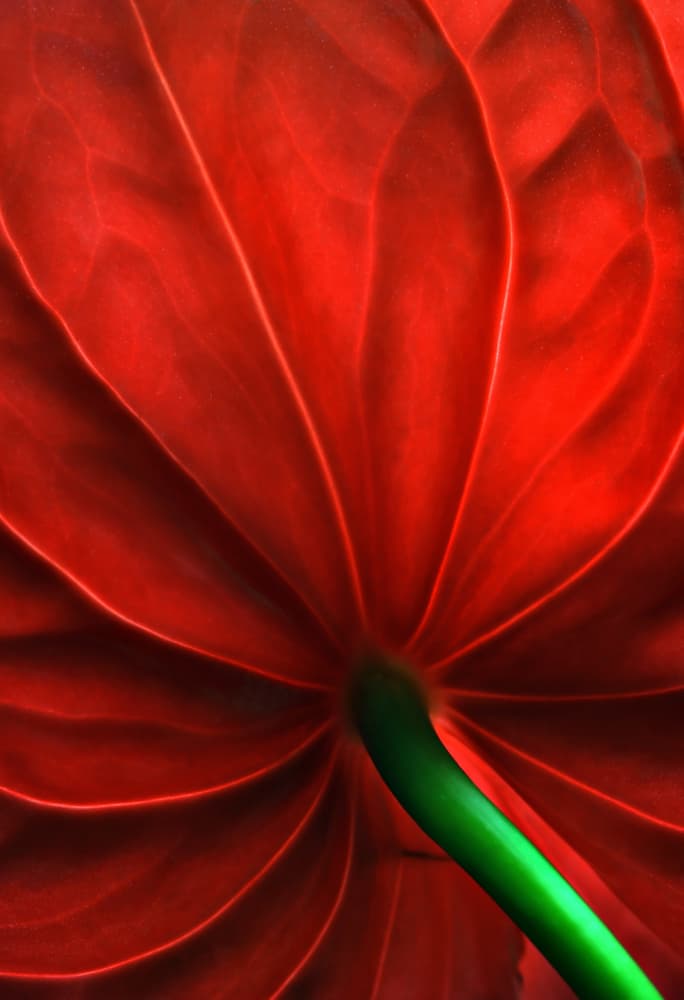Vibrant Red Leaf by Rudra Sen — canvas wall art