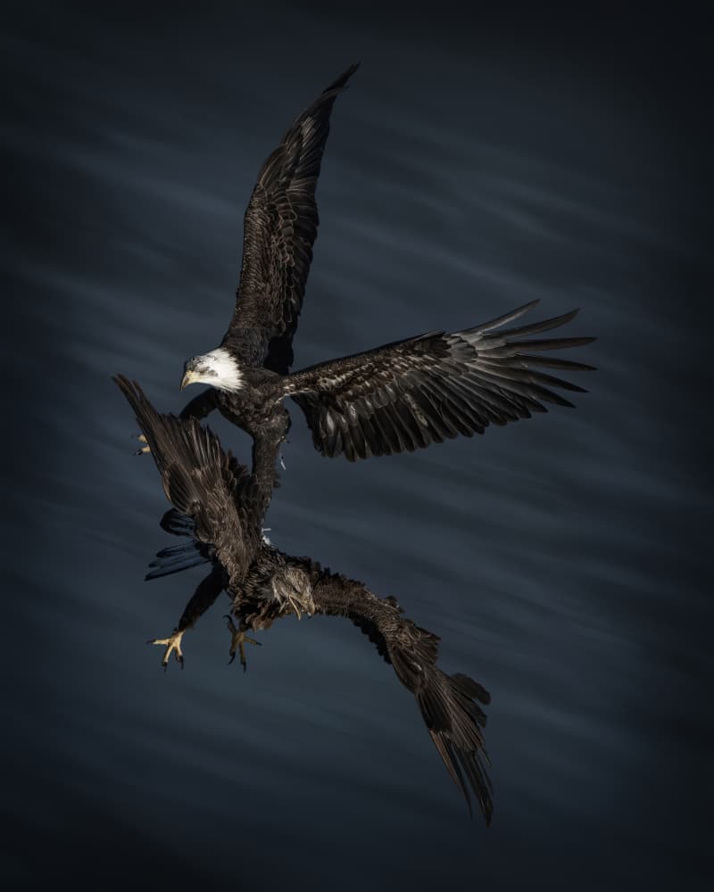Dynamic Eagle Fight by Qing Zhao — canvas wall art