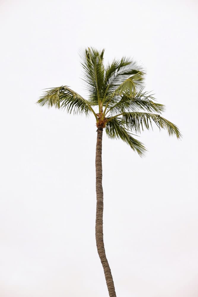 Solitary Tropical Palm by Del Mundo Imagery — canvas wall art