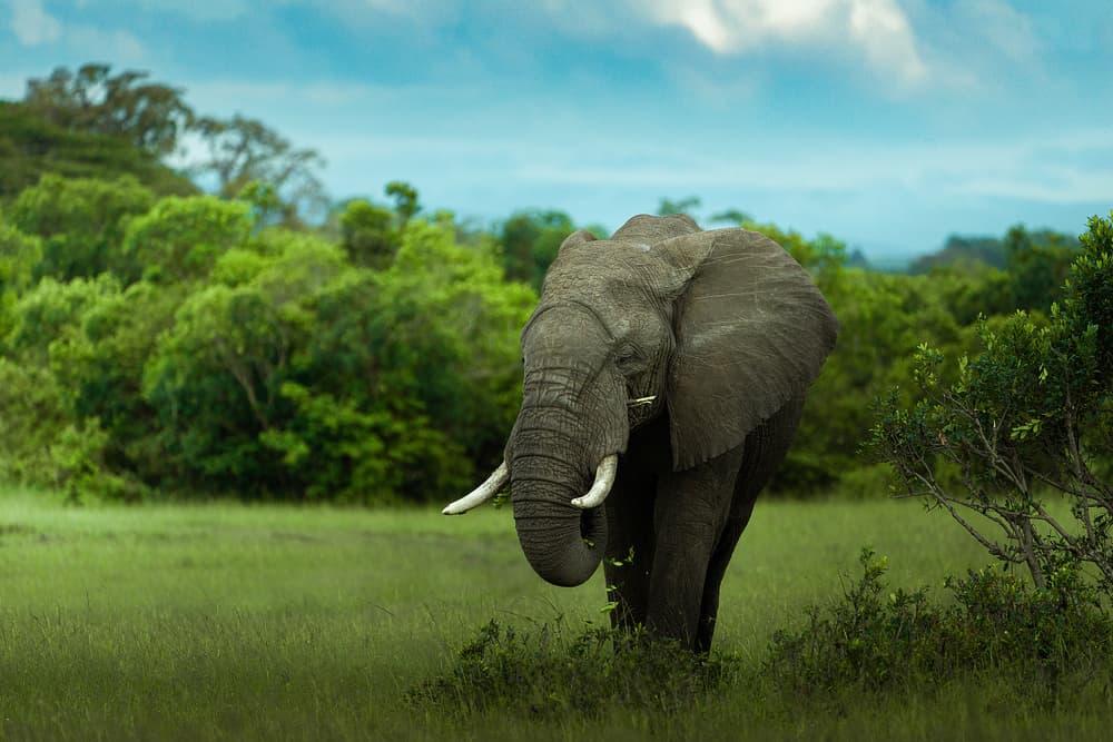 Majestic African Elephant by Ahmed Sobhi — canvas wall art