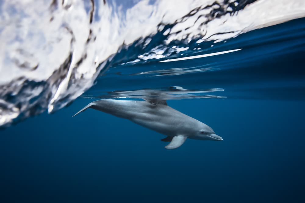 Underwater Dolphin Swim by Barathieu Gabriel — canvas wall art