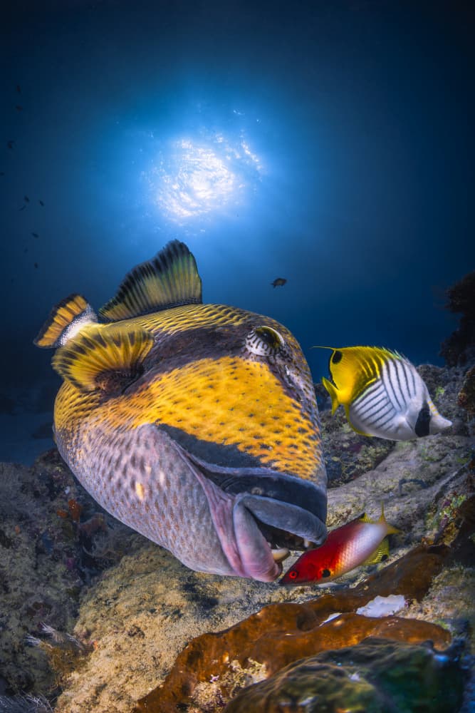 Vibrant Clown Triggerfish by Barathieu Gabriel — canvas wall art