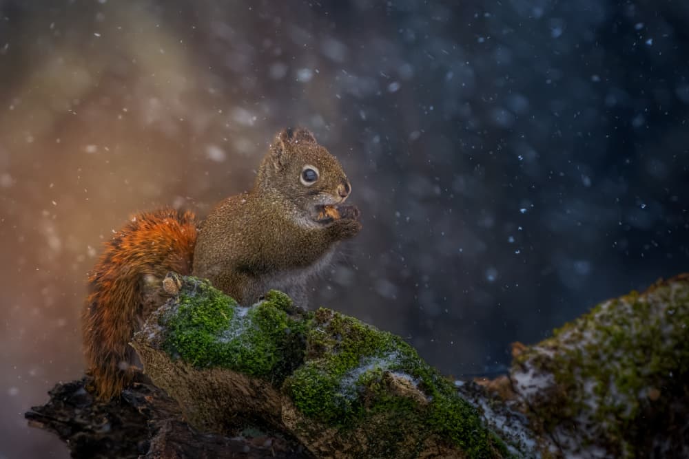 Winter Squirrel Feast by Jacob (Jian) Xu — canvas wall art