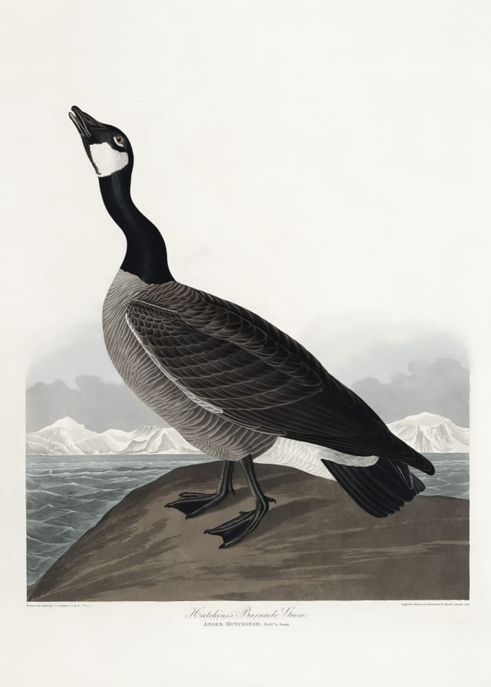 Hutchins's Barnacle Goose From Birds of America (1827) by John James Audubon — canvas wall art