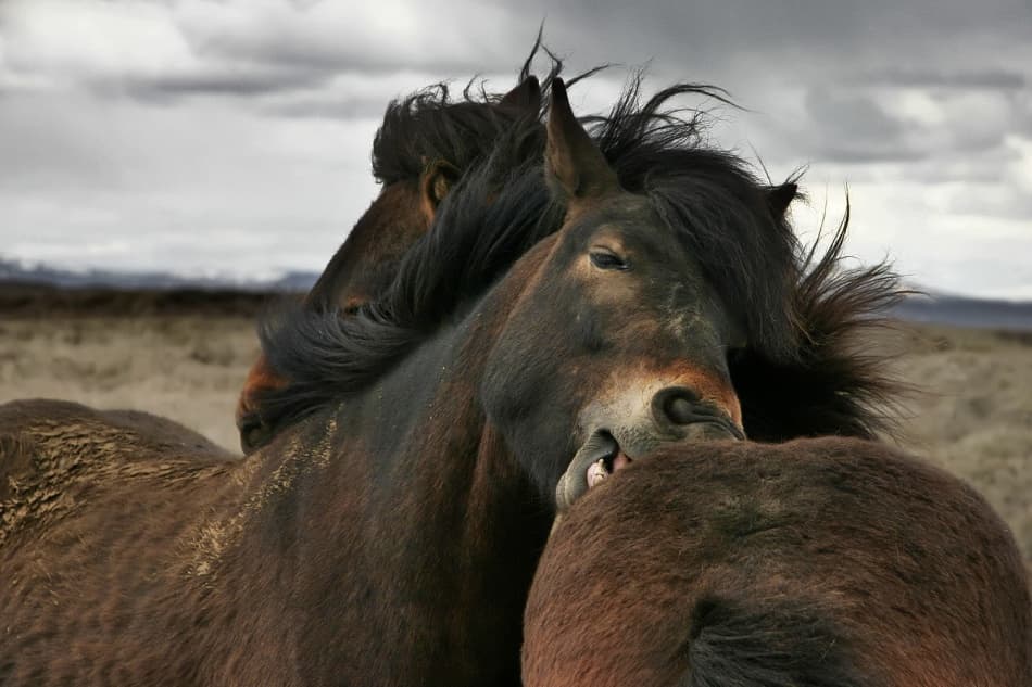 Icelandic Horses Bonding by Bragi Ingibergsson - BRIN — canvas wall art