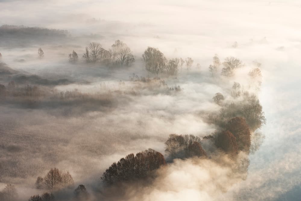 Golden Foggy Trees by Marco Galimberti — canvas wall art